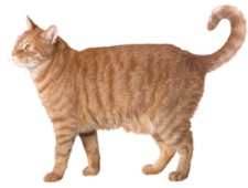 orange cat