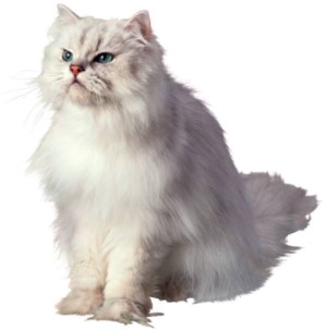 persian