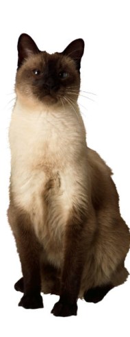 title cat
